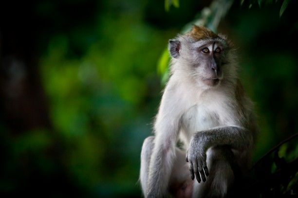 Macaque Monkey